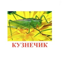 Карточки Домана "Насекомые" - «globural.ru» - Воркута