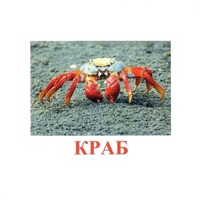 Карточки Домана "Подводный мир" - «globural.ru» - Воркута