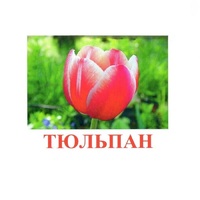 Карточки Домана "Цветы-1" - «globural.ru» - Воркута