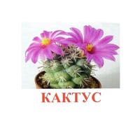 Карточки Домана "Цветы-2" - «globural.ru» - Воркута