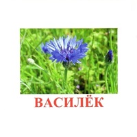 Карточки Домана "Полевые цветы-Травы" - «globural.ru» - Воркута