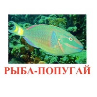 Карточки Домана "Рыбы" - «globural.ru» - Воркута