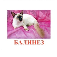 Карточки Домана "Породы кошек" - «globural.ru» - Воркута