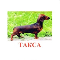 Карточки Домана "Породы собак" - «globural.ru» - Воркута