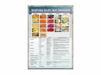 Стенд "Формы нарезки овощей" - «globural.ru» - Воркута