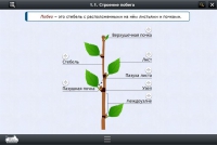 Интерактивные курсы. Биология 6 класс. Расширенный - «globural.ru» - Воркута