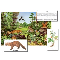 Магнитный плакат-аппликация "Лес: биоразнообразие и взаимосвязи в сообществе" - «globural.ru» - Воркута