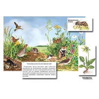 Магнитный плакат-аппликация "Луг: биоразнообразие и взаимосвязи в сообществе" - «globural.ru» - Воркута