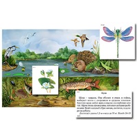 Магнитный плакат-аппликация "Водоем: биоразнообразие и взаимосвязи в сообществе" - «globural.ru» - Воркута
