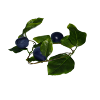 Ветка муляжей "Слива" - «globural.ru» - Воркута