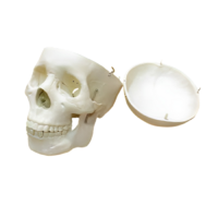 Модель "Череп человека" - «globural.ru» - Воркута