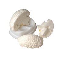 Модель мозга в разрезе - «globural.ru» - Воркута