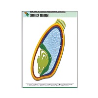 Рельефная таблица "Зерновка пшеницы" (формат А1, матовое ламинир.) - «globural.ru» - Воркута