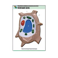 Рельефная таблица "Растительная клетка" (формат А1, матовое ламинир.) - «globural.ru» - Воркута