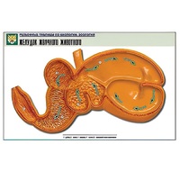 Рельефная таблица "Желудок жвачного животного" (формат А1, матовое ламинир.) - «globural.ru» - Воркута