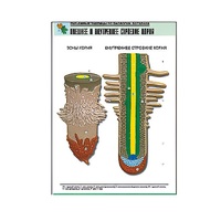 Рельефная таблица "Внешнее и внутреннее строение корня" (формат А1, матовое ламинир.) - «globural.ru» - Воркута