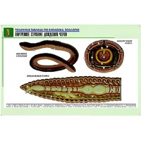 Рельефная таблица "Внутреннее строение дождевого червя" (формат А1, матовое ламинир.) - «globural.ru» - Воркута