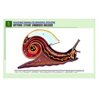 Рельефная таблица "Внутреннее строение брюхоногого моллюска" (формат А1, матовое ламинир.) - «globural.ru» - Воркута