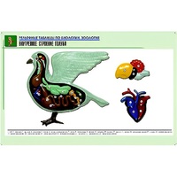 Рельефная таблица "Внутреннее строение голубя" (формат А1, матовое ламинир.) - «globural.ru» - Воркута