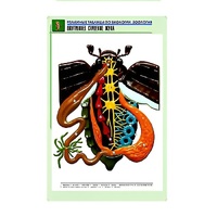 Рельефная таблица "Внутреннее строение жука" (формат А1, матовое ламинир.) - «globural.ru» - Воркута