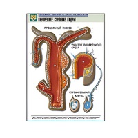 Рельефная таблица "Внутреннее строение гидры" (формат А1, матовое ламинир.) - «globural.ru» - Воркута