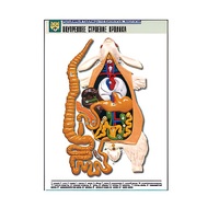 Рельефная таблица "Внутреннее строение кролика" (формат А1, матовое ламинир.) - «globural.ru» - Воркута