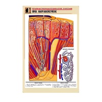 Рельефная таблица "Почка. Макро-микростроение" - «globural.ru» - Воркута