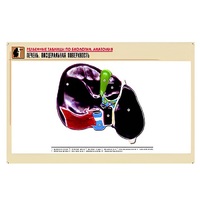 Рельефная таблица "Печень. Висцеральная поверхность" (формат А1, матовое ламинир.) - «globural.ru» - Воркута