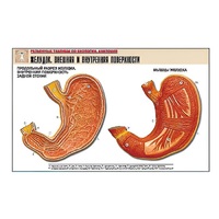 Рельефная таблица "Желудок. Внешняя и внутренняя поверхности" (формат А1, матовое ламинир.) - «globural.ru» - Воркута