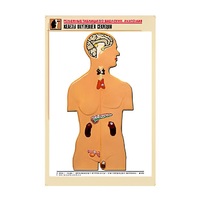 Рельефная таблица "Железы внутренней секреции" (формат А1, матовое ламинир.) - «globural.ru» - Воркута