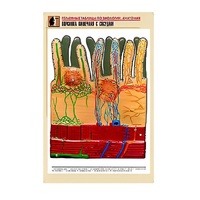 Рельефная таблица "Ворсинка кишечная с сосудом" (формат А1, матовое ламинир.) - «globural.ru» - Воркута