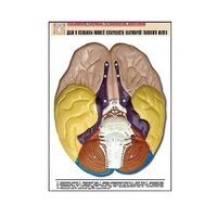 Рельефная таблица "Доли и извилины нижней поверхности полушарий головного мозга" - «globural.ru» - Воркута