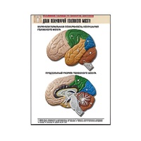 Рельефная таблица "Доли полушарий головного мозга" - «globural.ru» - Воркута