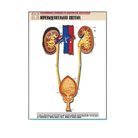 Рельефная таблица "Мочевыделительная система" (формат А1, матовое ламинир.) - «globural.ru» - Воркута