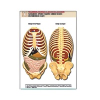 Рельефная таблица "Расположение органов грудной и брюшной полостей по отношению к скелету"(формат А1, лам.) - «globural.ru» - Воркута