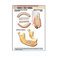 Рельефная таблица "Челюсти и зубы человека" (формат А1, матовое ламинир.) - «globural.ru» - Воркута