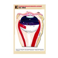 Рельефная таблица "Глаз. Строение" (формат А1, матовое ламинир.) - «globural.ru» - Воркута