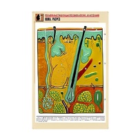 Рельефная таблица "Кожа. Разрез" (формат А1, матовое ламинир.) - «globural.ru» - Воркута