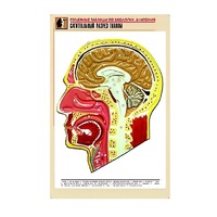 Рельефная таблица "Сагиттальный разрез головы" (формат А1, матовое ламинир.) - «globural.ru» - Воркута