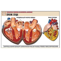 Рельефная таблица "Строение сердца" (формат А1, матовое ламинир.) - «globural.ru» - Воркута