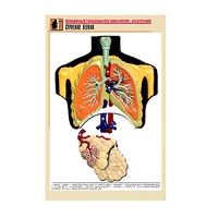 Рельефная таблица "Строение легких" (формат А1, матовое ламинир.) - «globural.ru» - Воркута