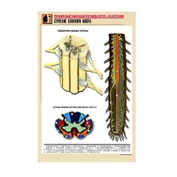 Рельефная таблица "Строение спинного мозга " (формат А1, матовое ламинир.) - «globural.ru» - Воркута