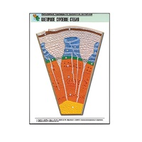 Рельефная таблица "Клеточное строение стебля" (формат А1, матовое ламинир.) - «globural.ru» - Воркута