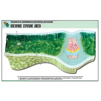 Рельефная таблица "Клеточное строение листа" (формат А1, матовое ламинир.) - «globural.ru» - Воркута