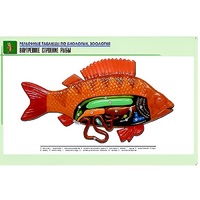 Рельефная таблица "Внутреннее строение рыбы" (формат А1, матовое ламинир.) - «globural.ru» - Воркута
