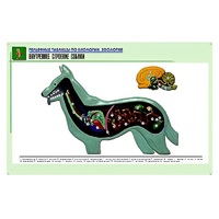 Рельефная таблица "Внутреннее строение собаки" (формат А1, матовое ламинир.) - «globural.ru» - Воркута