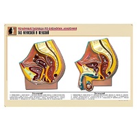 Рельефная таблица "Таз мужской и женский" (формат А1, матовое ламинир.) - «globural.ru» - Воркута