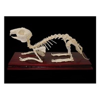 Скелет кролика - «globural.ru» - Воркута