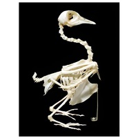 Скелет голубя - «globural.ru» - Воркута