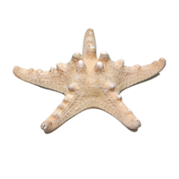 Сухой препарат "Звезда морская" (вариант 2) - «globural.ru» - Воркута